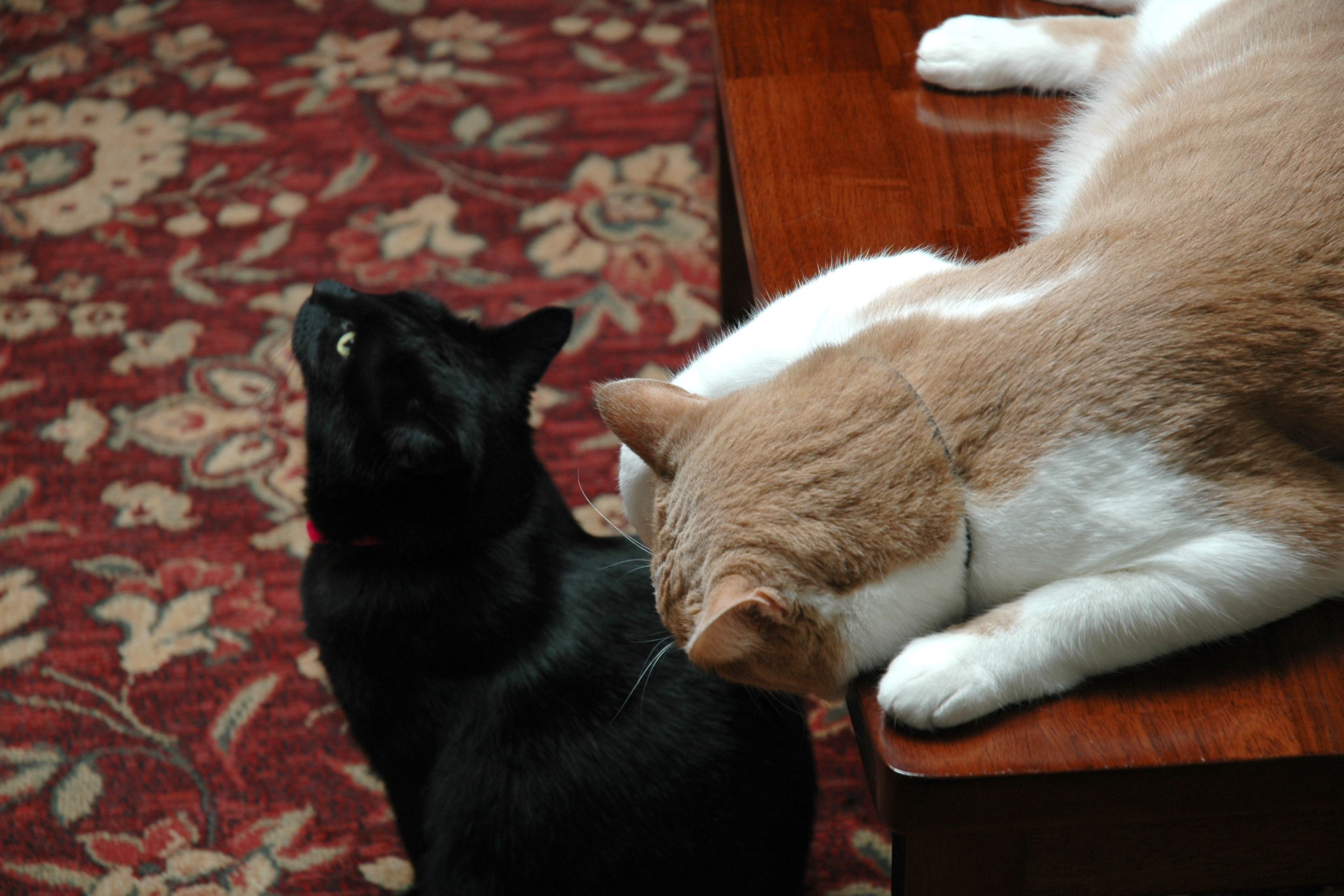 Ozzy and Mermi